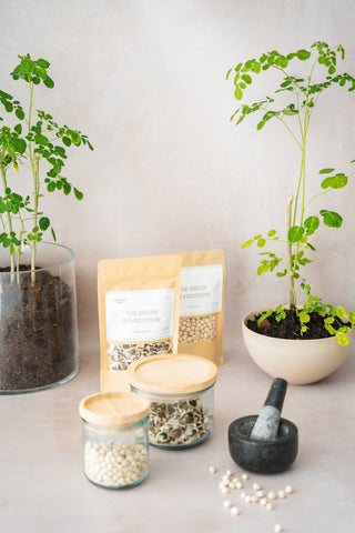 Moringa Zaden