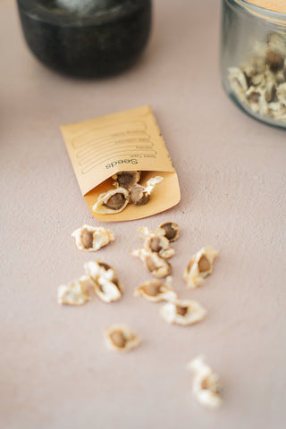 Moringa Zaden